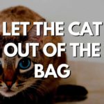Let the cat out of the bag